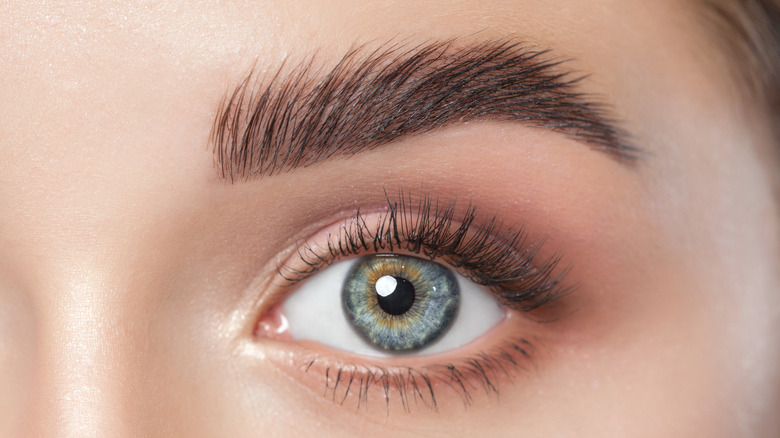 Closeup of an eye and eyebrow