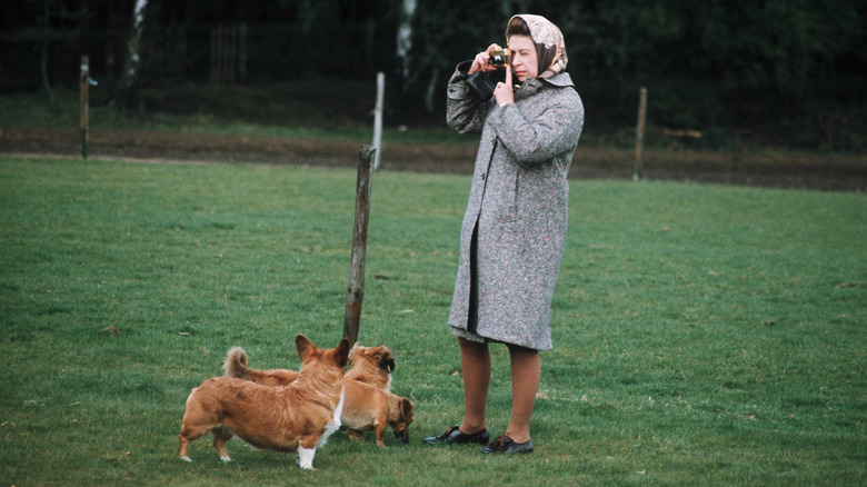 Queen Elizabeth with her corgis