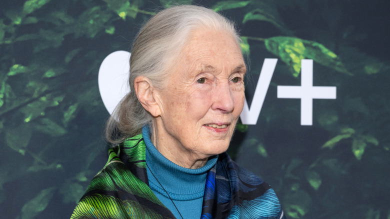 Jane Goodall smiling