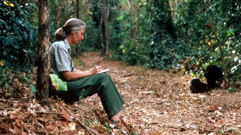 Jane Goodall studying chimps