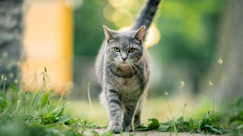 Cat walking to camera 