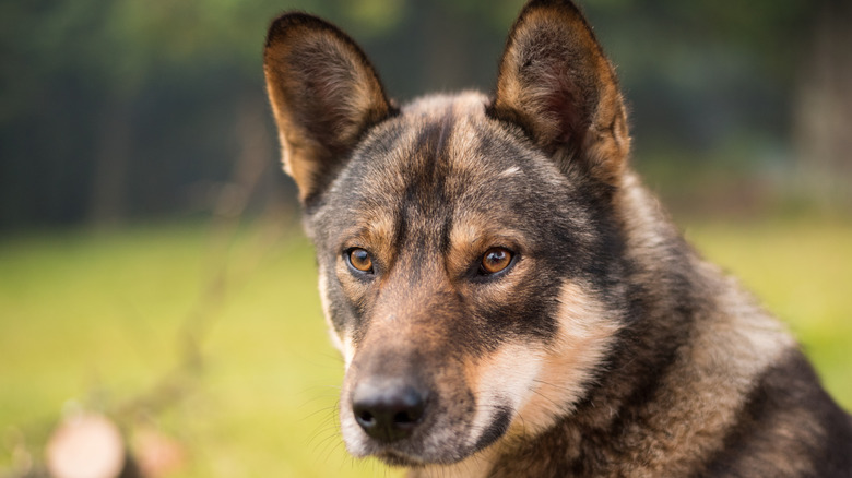 The Hottest Names For Dogs In 2017