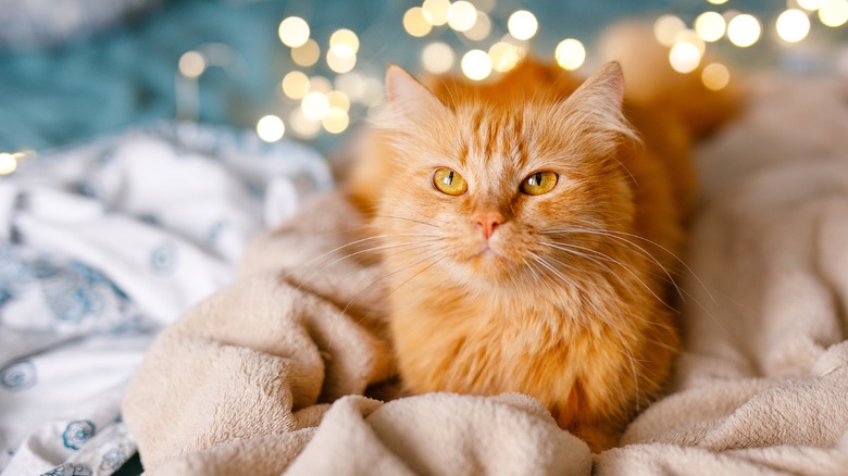 An orange cat in their bed