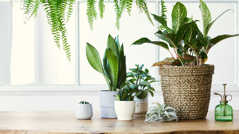 Plants on a shelf