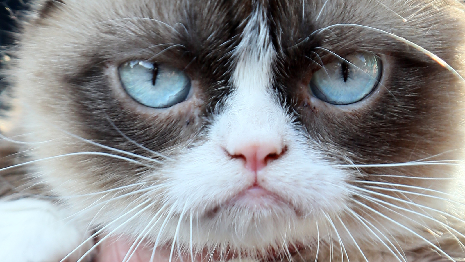 The Origins Of The Grumpy Cat Meme