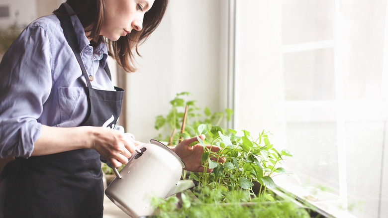 A woman tending to an indoor garden 