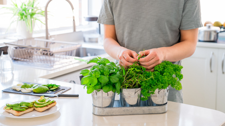 A person tending to an indoor garden 