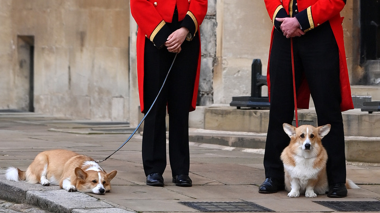 Handlers with the queen's corgis
