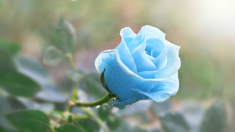Vivid Blue Rose Tattoo