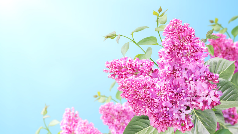 Pink lilac flowers in bloom 