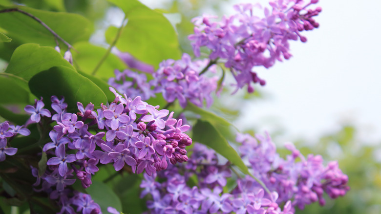 Lilac branch in bloom 