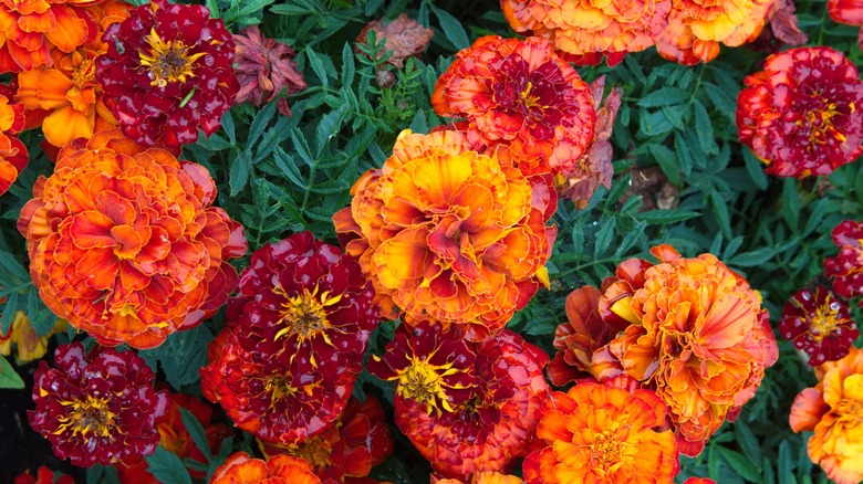 Meadow of marigolds 