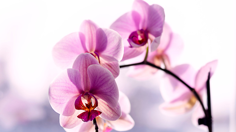 The Real Meaning Of An Orchid Tattoo