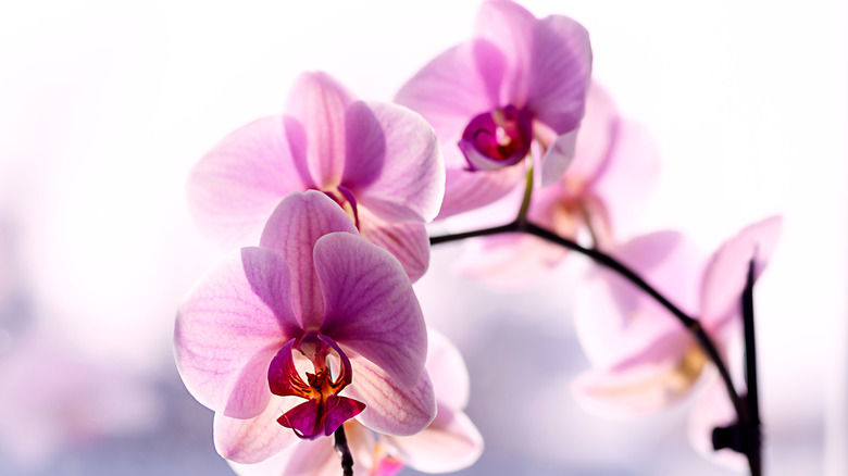 Pink and Purple Orchids in front of window