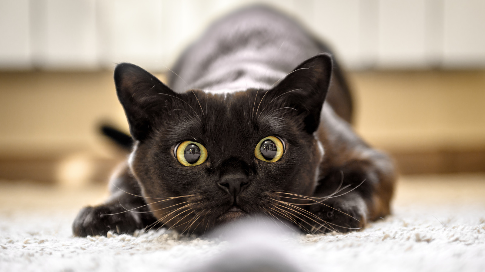 The Real Reason Cats Hate Baths