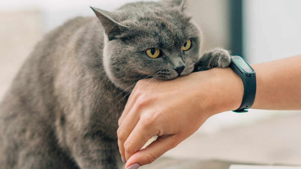 Gray cat biting a hand