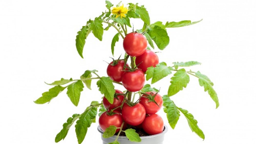 Tomato plant in a pot