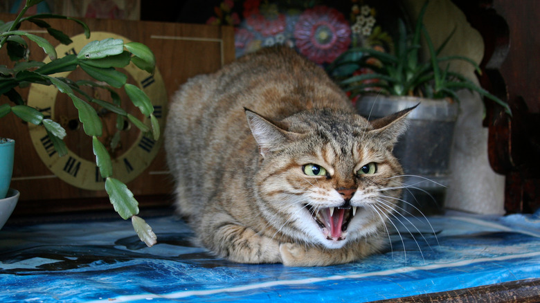 Unhappy cat