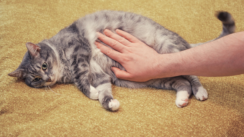 Human touching cat belly