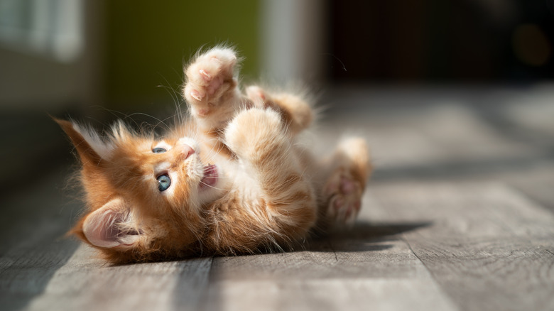 Cat rolling on the ground
