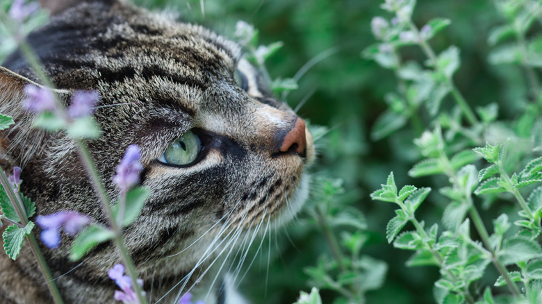 Cat surrounded by catnip 