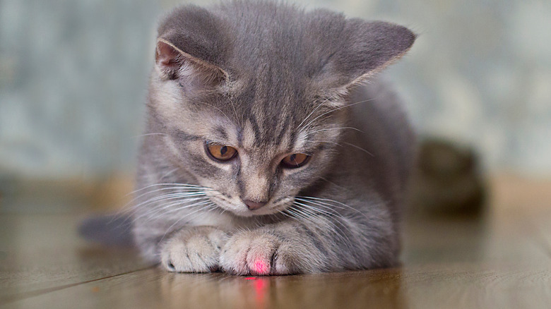 Cat playing with laser 