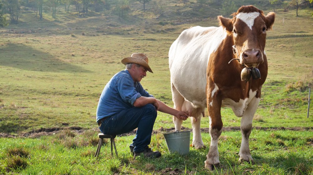 milking cow