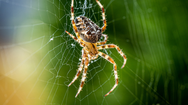 Spider in a web 