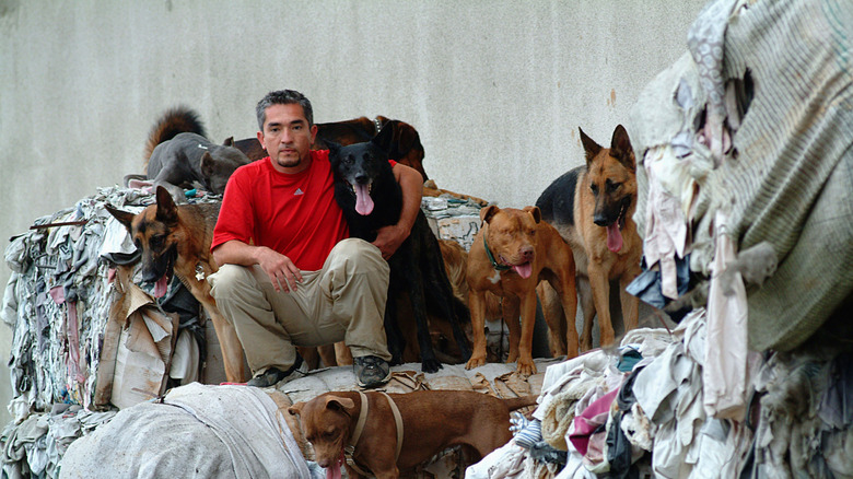 Cesar Millan with many dogs on dirty furniture outside