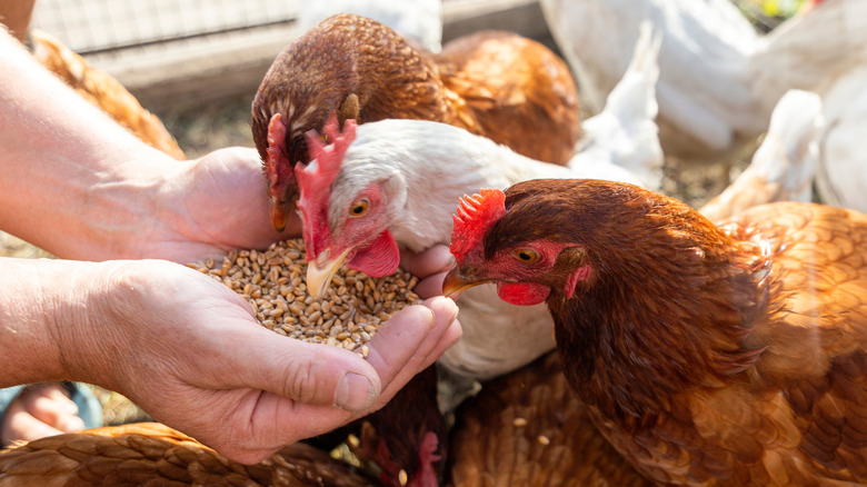 Chickens eating out of a person's hand