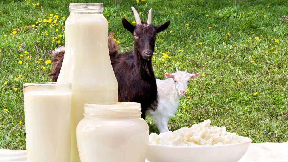 goats showing off their milk