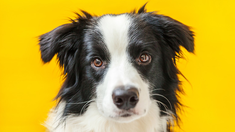 Cute dog in front of yellow background