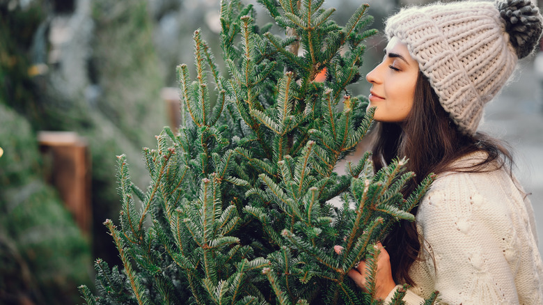 Woman smelling a real Christmas tree at a Christmas tree farm