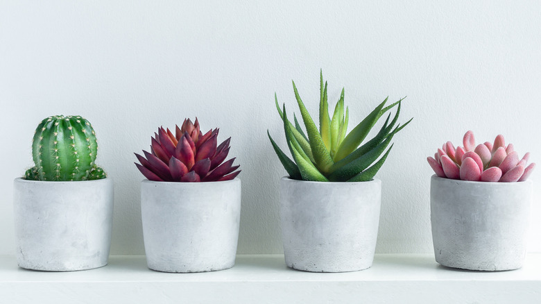 Green, red, and pink succulents in pots