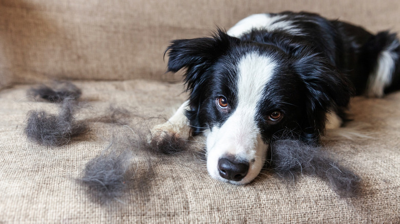 Dog on couch with hair balls