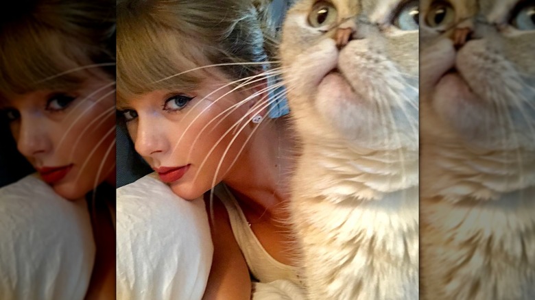 Taylor Swift takes a selfie with a cat on her bed