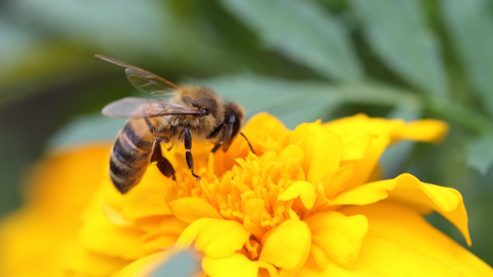 Honeybee on flower
