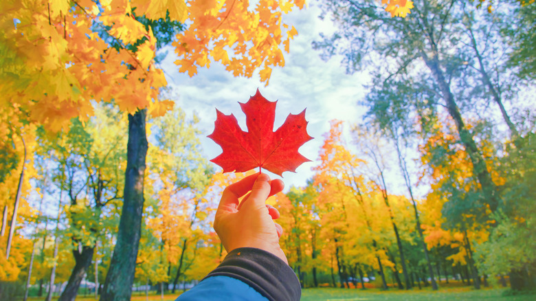 Maple leaf in the forest
