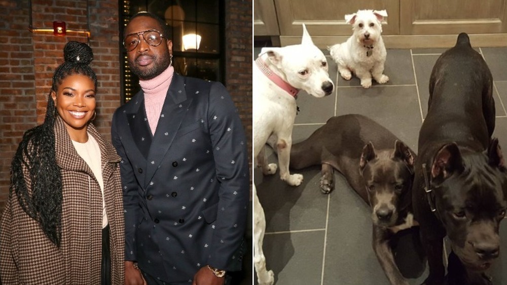 Dwyane Wade, Gabrielle Union and their dogs