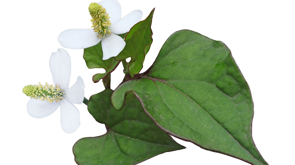 Heartleaf (houttuynia cordata)