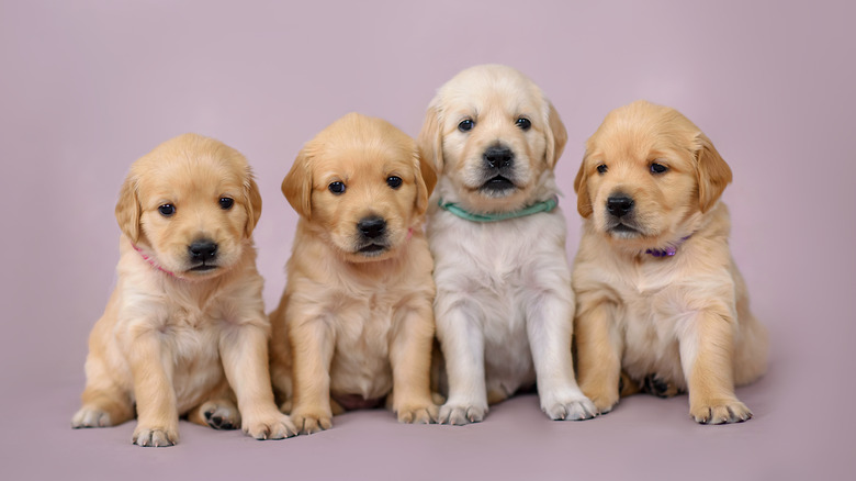 goldne retriever puppies 