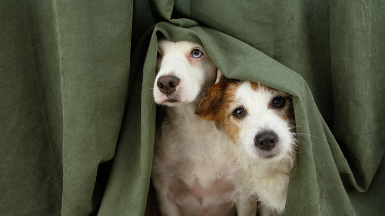 Two dogs under a tablecloth together 