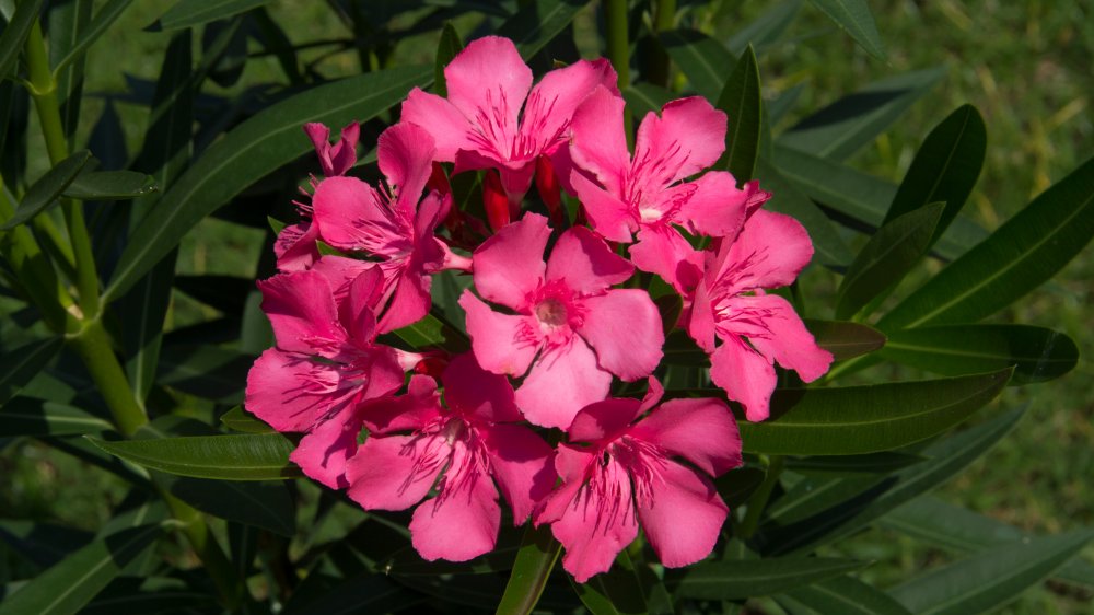 Oleander flower