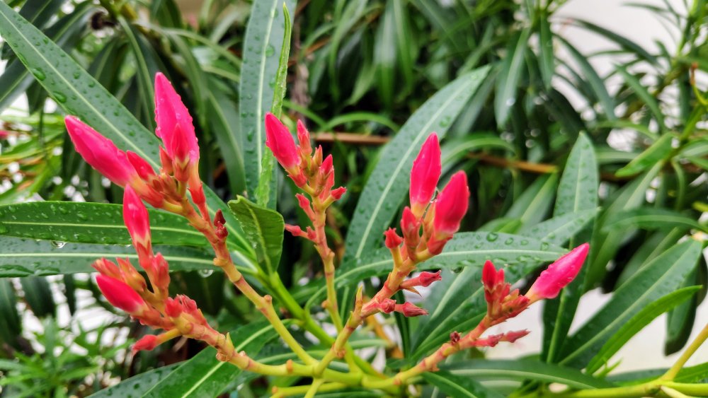 Oleander outdoor plant