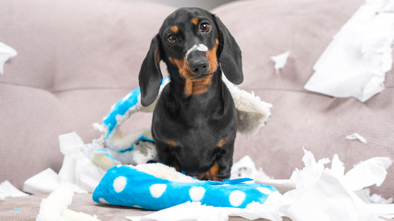 dog with ripped up slippers