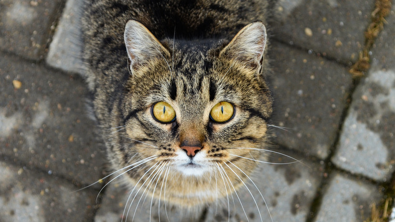 Cat looking up at camera 