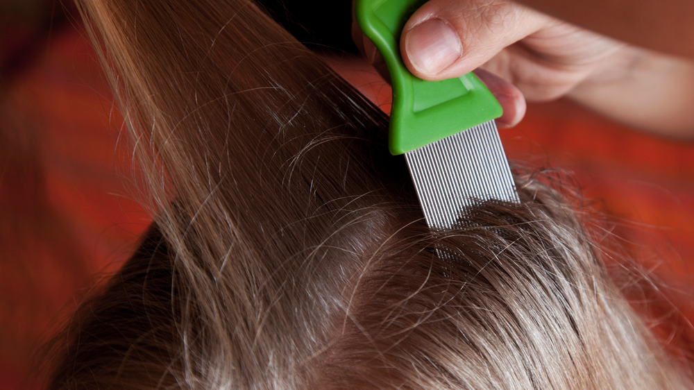 head lice comb being used