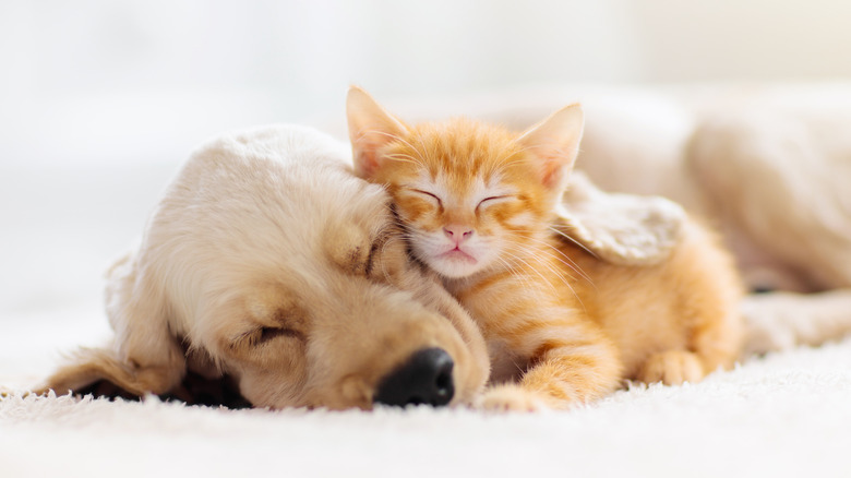 cat sleeping next to dog