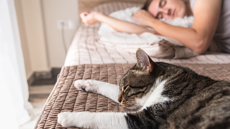 Cat sleeping near human sleeping