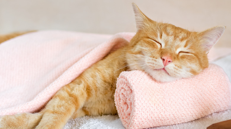 cat sleeping in spa bed